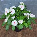 Afbeelding van Ej Catharanthus P19 Polka Dot